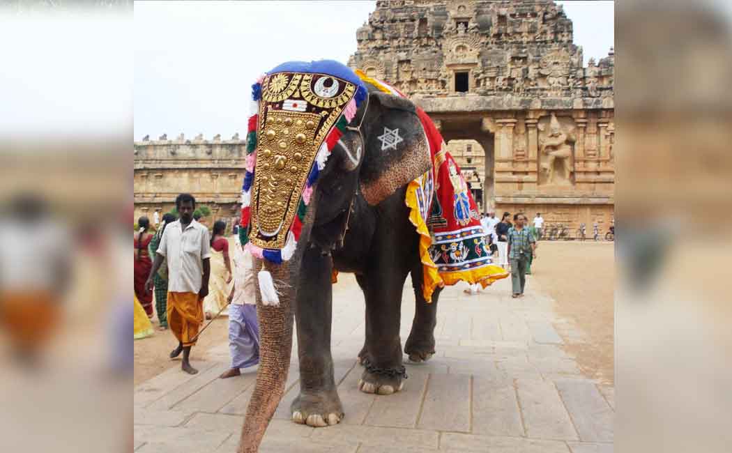 Tamil Nadu government ordered to respond within four weeks in case of temple elephants