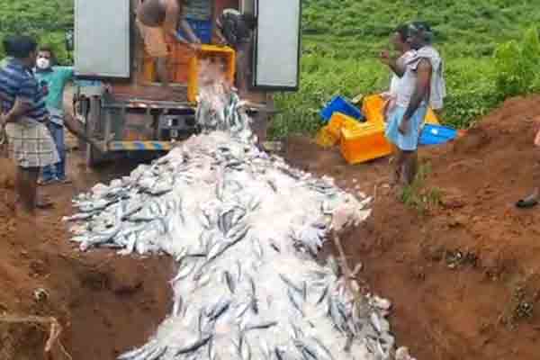 Kerala Food Department destroys 10 tonnes of fish