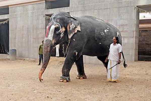 Temple elephant care case; High Court orders forest ranger ..!