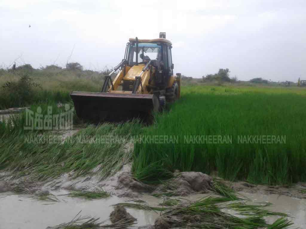 37 acres of paddy crops destroyed by invasion