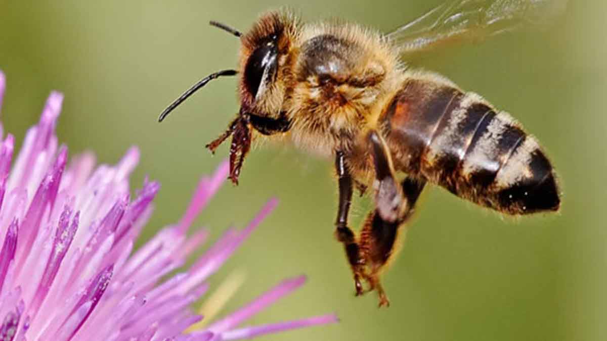 Elderly man dies after being stung by bees