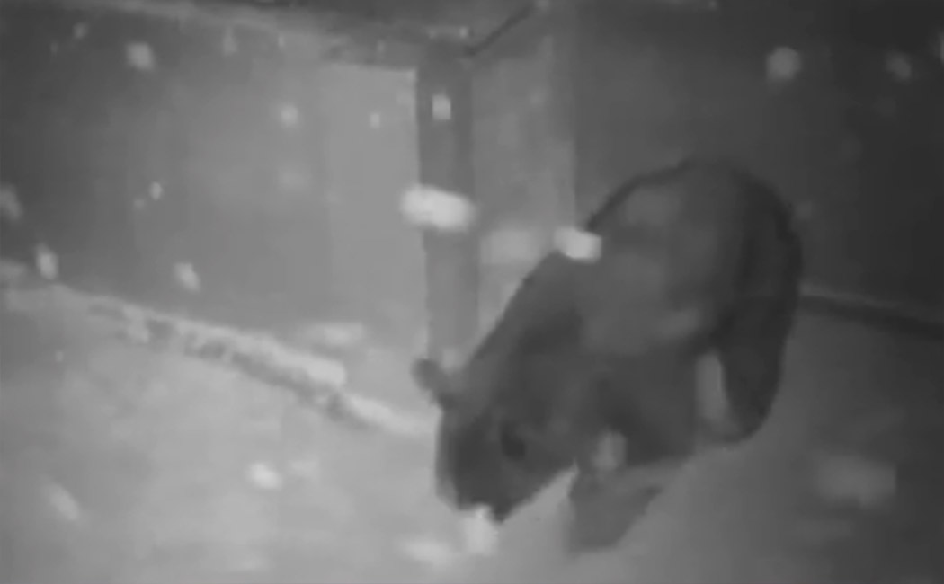 A bear that tasted chocolates!