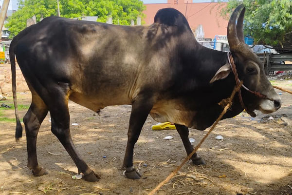 Temple bull theft incident A merchant who acted astutely