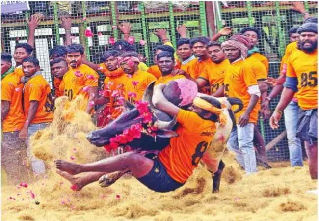 Jallikkattu weeded in Salem Koolamettu!