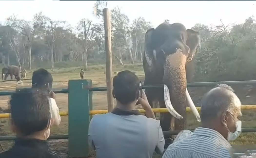 Tourists flock to Mudumalai for a series of holidays!