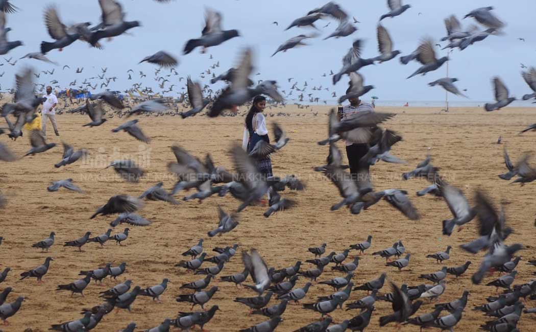 marina birds photos