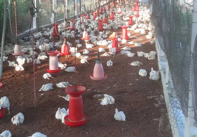 kanyakumari district, chickens form incident police investigation
