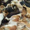 Dogs that died en masse ... Police in a series of investigations