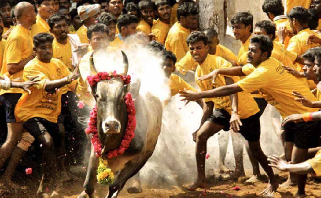 Country Cow Prize for the winning bulls at Palamedu Jallikkat!