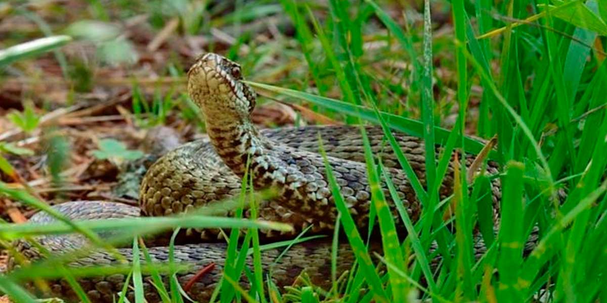 An old woman who was being treated for a snake bite died