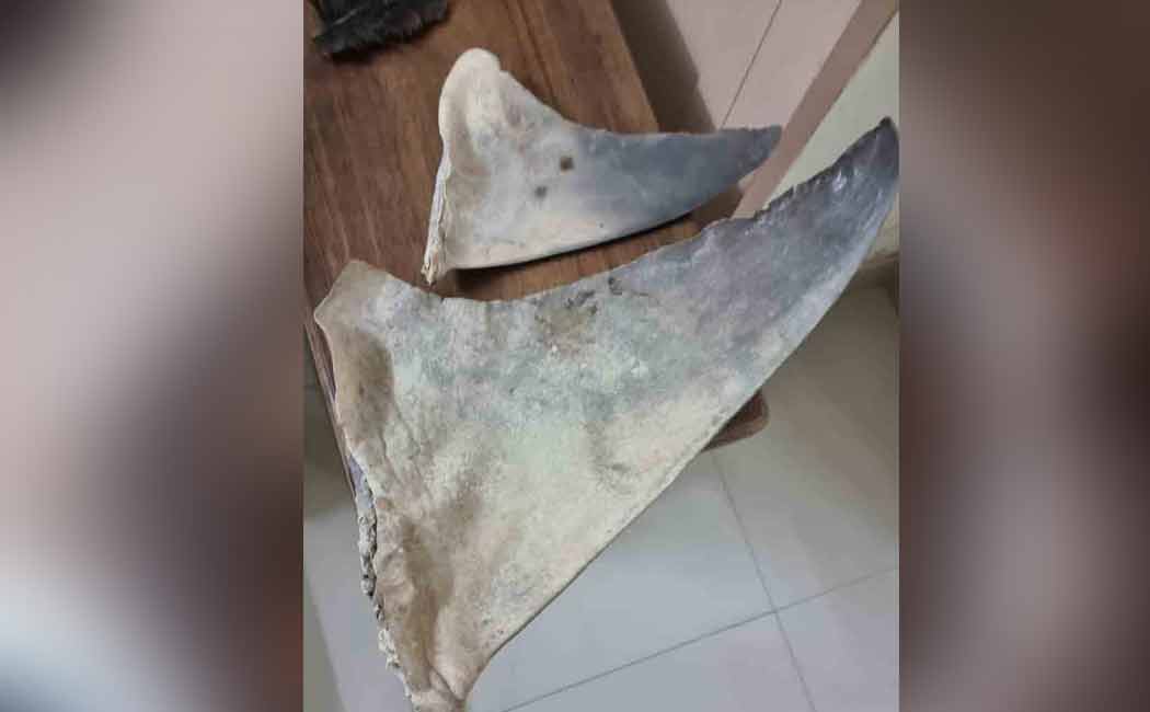 Police seized marine treasures that were being smuggled to China
