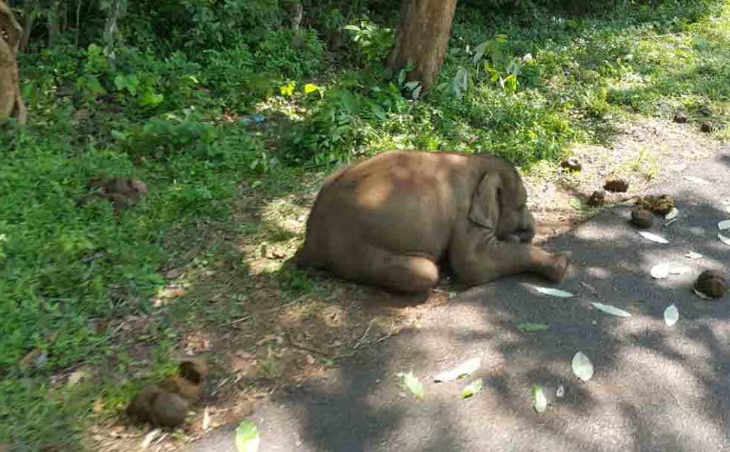 Baby elephant passed away