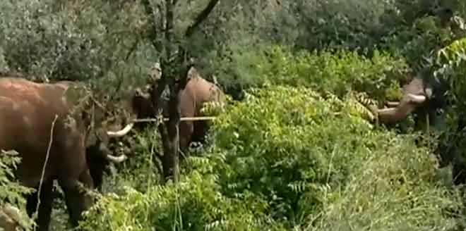 elephant