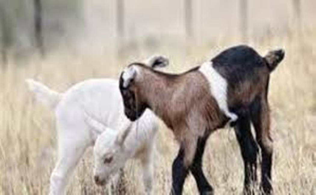 Villupuram - Sheep - Theft