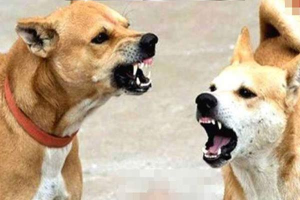 dog bit two girls while they were walking on the road