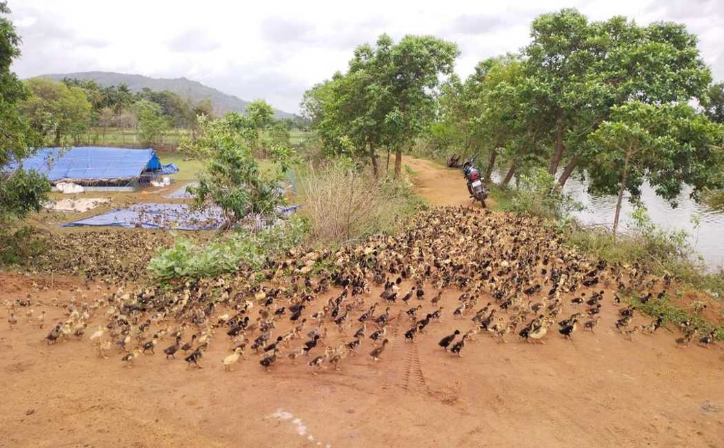 Kerala geese invading Tamil Nadu!