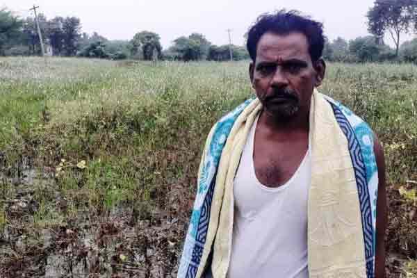 Cuddalore continues rain crops affected by rain water