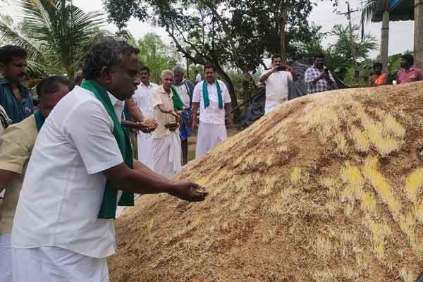 Paddy bundles that started sprouting in the rain ... Echo of Nakkeeran news ... Purchase started ..