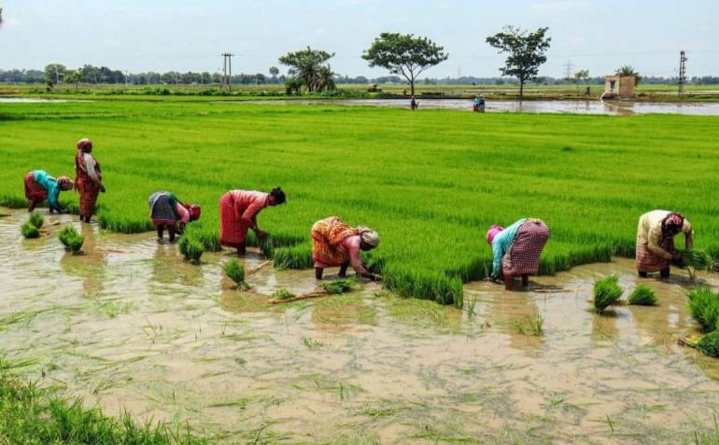 cuddalore district agricultural deputy director statement