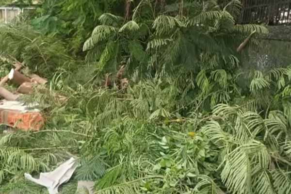 A guard was incident when a tree fell near the Governor House