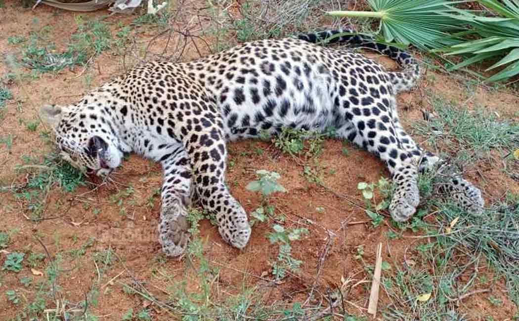 cheetah thirunelveli
