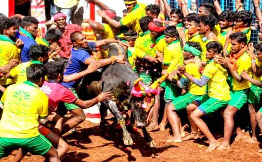 Avaniyapuram Jallikattu; 23 The youth tamed the bulls