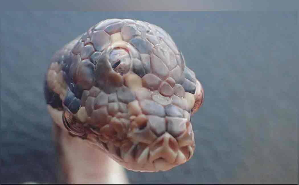 snake with three eyes found in australia