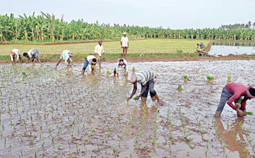 rs 5,000 per acre is being bought by North State laborers doing agricultural work in Erode