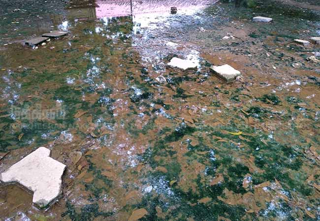 SALEM Municipal office complex for dengue mosquito production