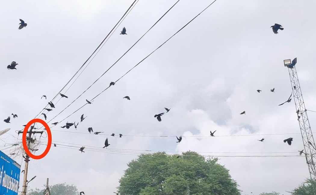 Hundreds of crows to rescue one crow!