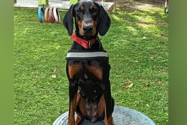 The sniffer dog that went looking for the culprit in karnataka