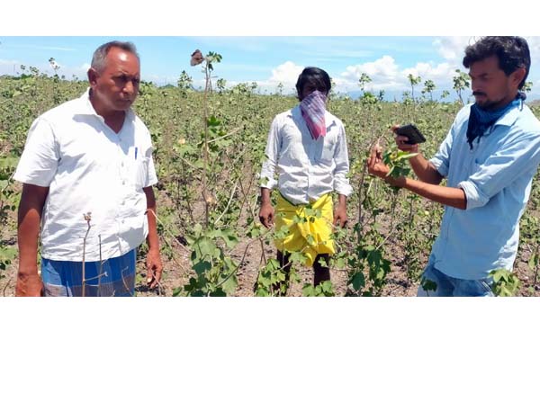 Kalingappatti - Locust - Farmers