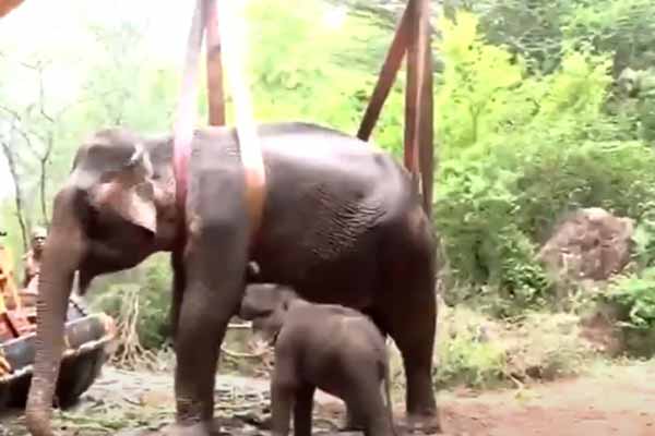 Continuous treatment; A baby elephant who fights for affection