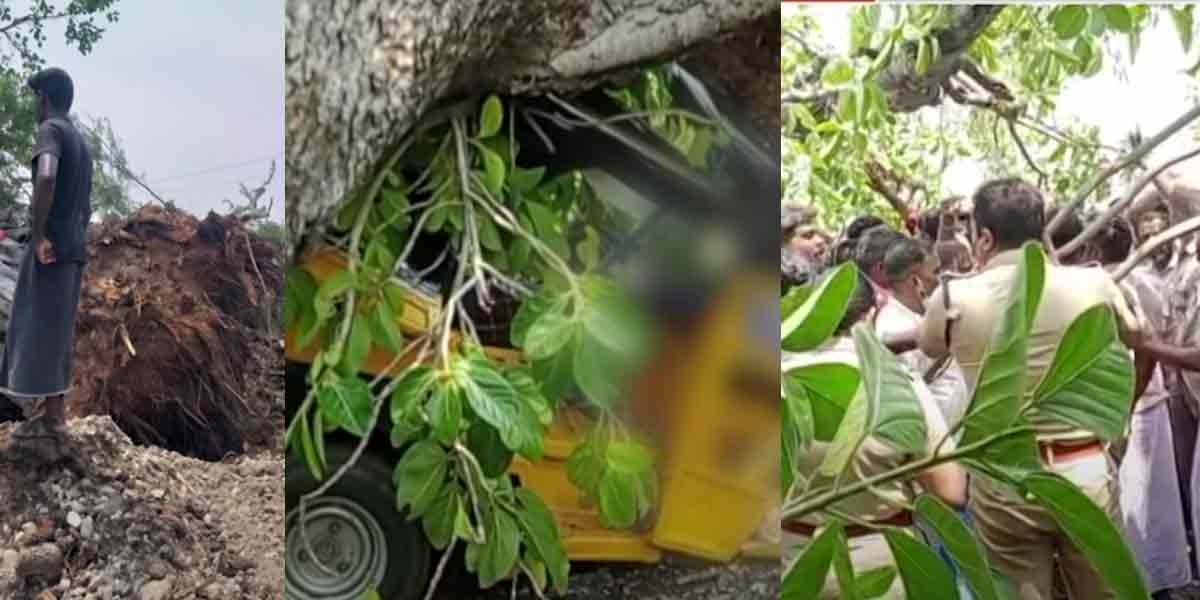 Tree falling on auto ... Relief notice to the family of the victims!
