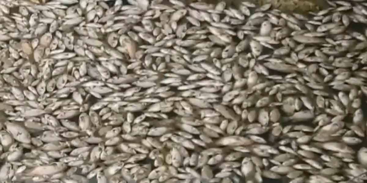 Thousands of floating fish; People in fear