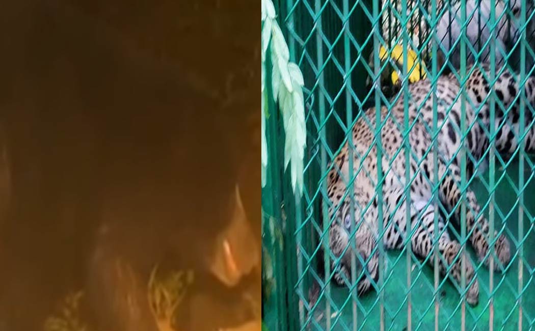 A bear follows a leopard Devotees are shocked