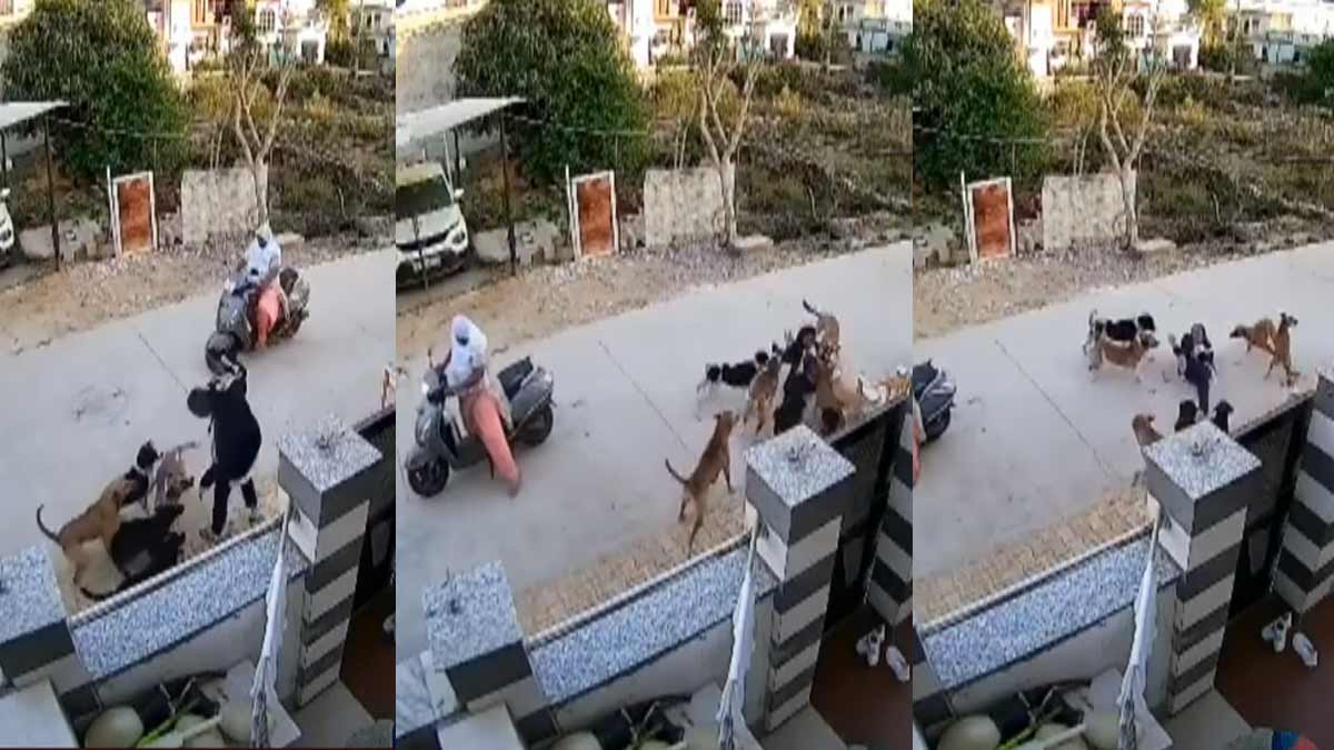 Stray dogs bit and mauled a young woman, who screamed and screamed