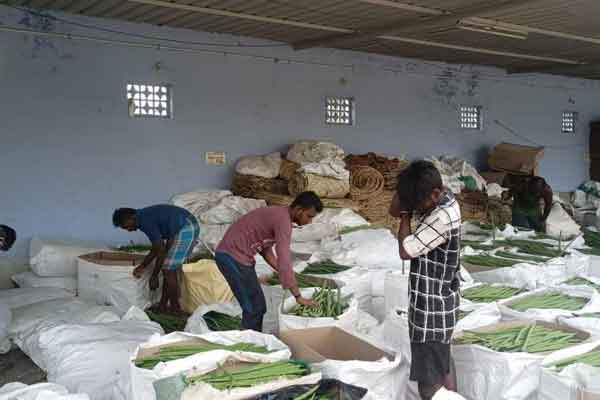 Drumsticks exported abroad are now food for cow