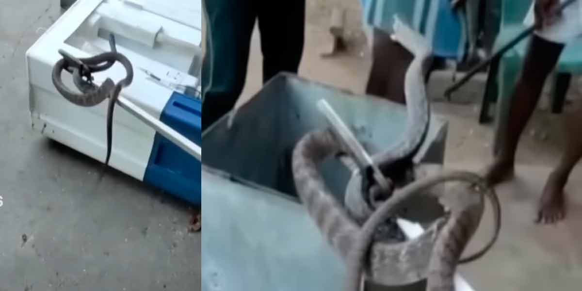Snake lurking in washing machine; Caution is required