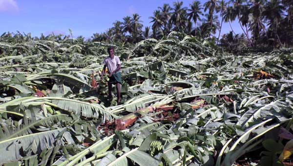 Banana trees - Heavy rain - Farmers - erode -