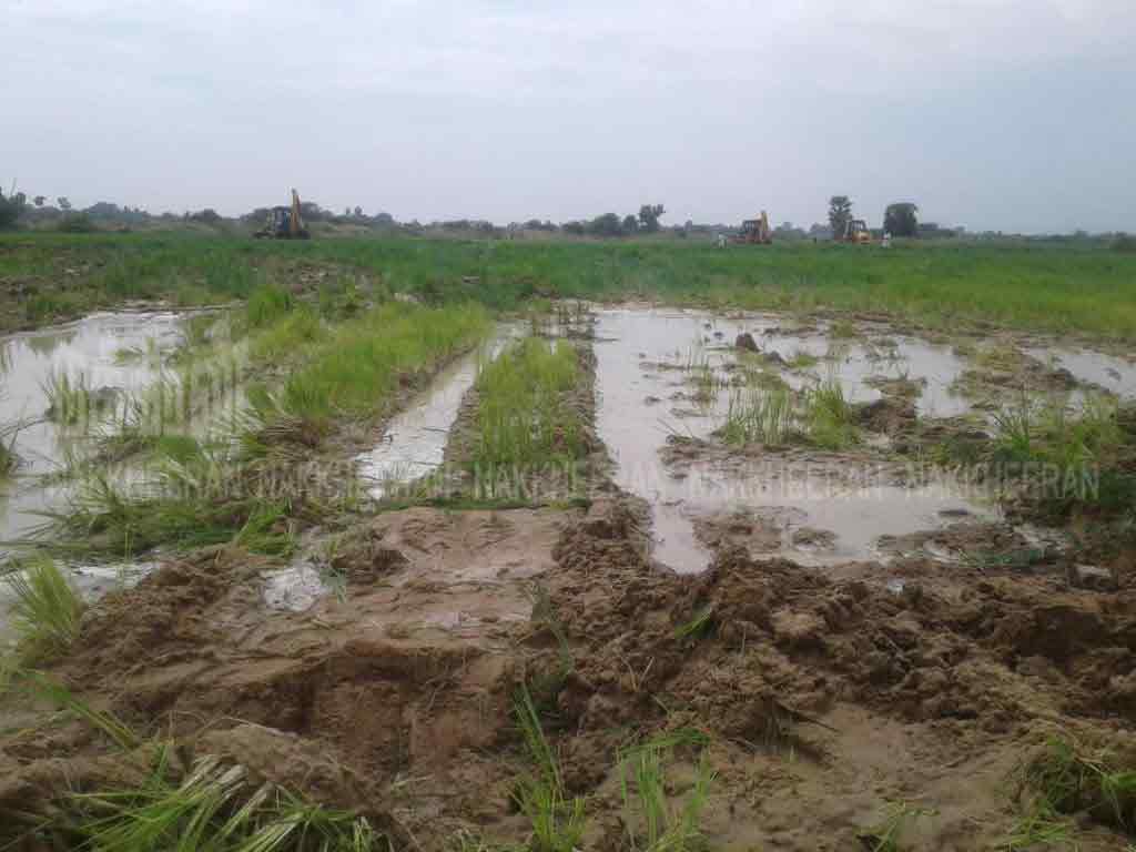 37 acres of paddy crops destroyed by invasion