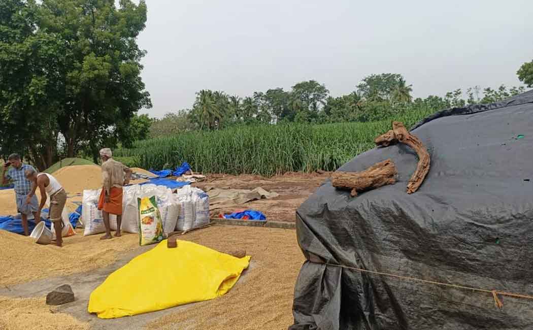 Employee suspended for fraud in paddy procurement