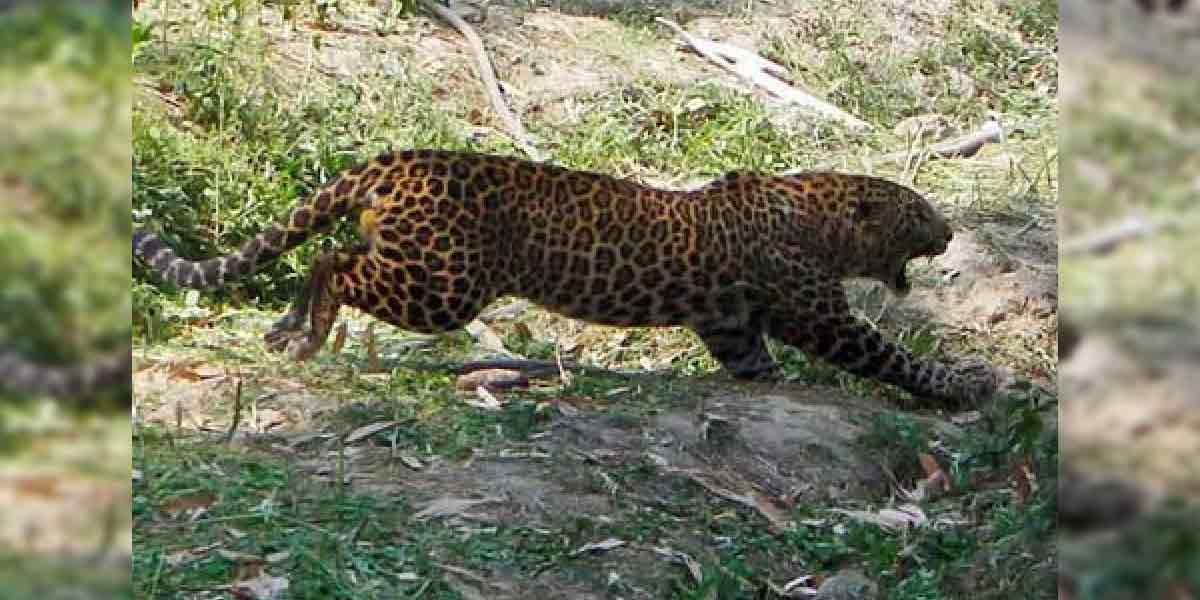Forest Department tries to catch leopard preying on cows