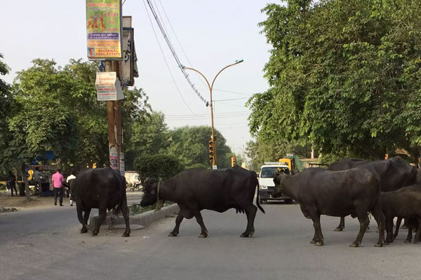 buffaloes