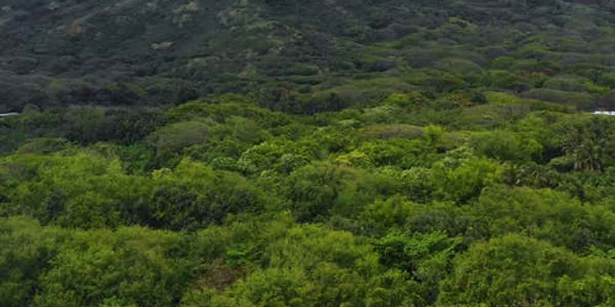 The search for the elephant continues for the third day!