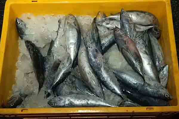 Kerala Food Department destroys 10 tonnes of fish