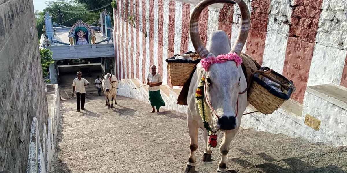 Training of a new bull to carry Thirumanjam at Chennimalai
