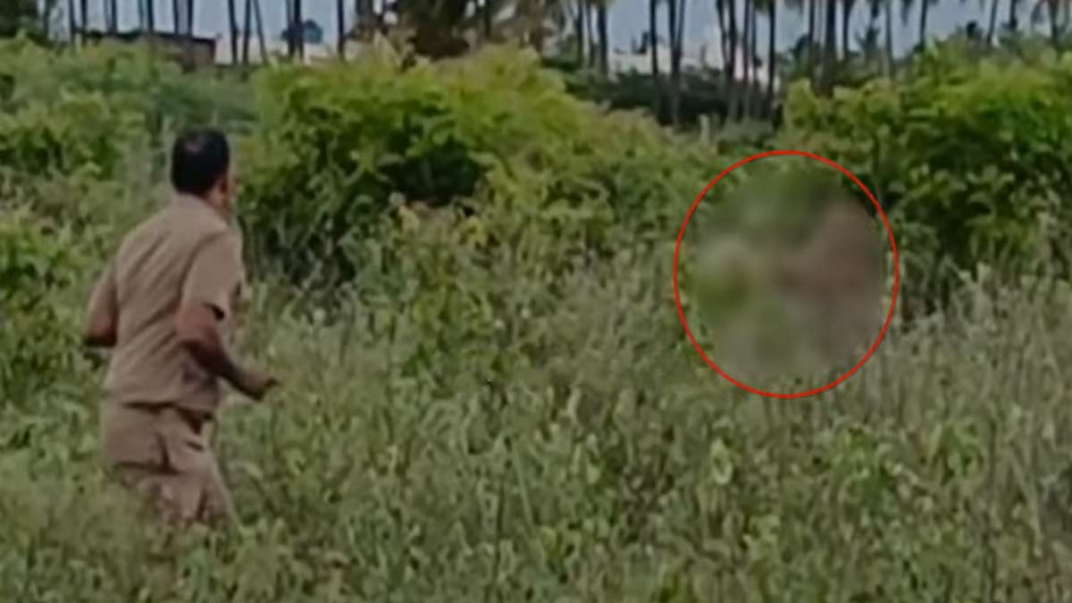 A leopard attacked a forest guard
