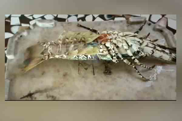 Lobster trapped in a fisherman's net!