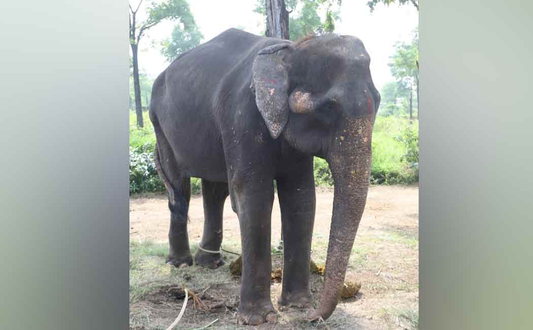 Difficulty adapting to the new environment; Elephant taken to Trichy!